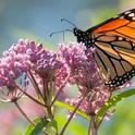 Monarch on milkweed (dnrt.org)