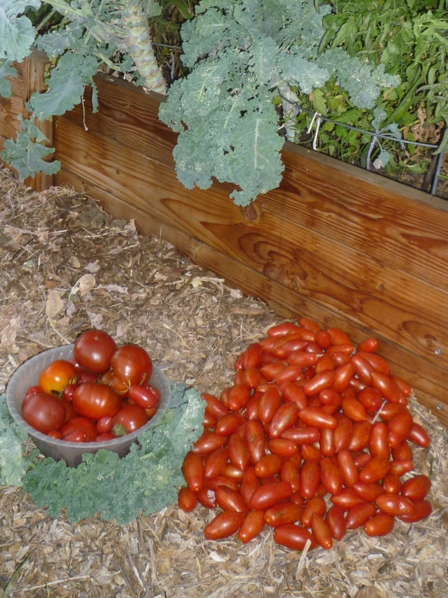 2021-9-29 Tomato Harvest (Photo by Yvonne Rasmussen)