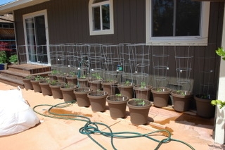 Tomatoes in pots -set-up Rich Bruhns