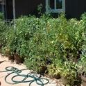 Tomatoes in Pots mid summer Crop Rich Bruhns
