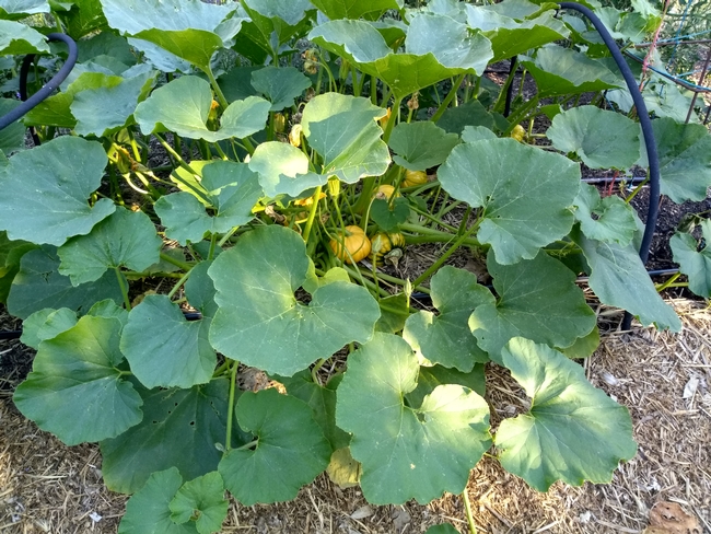 winter squash buttercup 2 months (image by UC MG Pat Hitchcock)