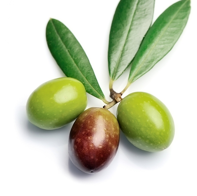 Manzanillo Olive Tree Live Plant - Olea europaea (desertcart.hk)