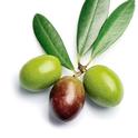 Manzanillo Olive Tree Live Plant - Olea europaea (desertcart.hk)