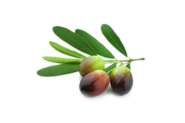 Picholine Olive Tree (fourwindsgrowers.com)