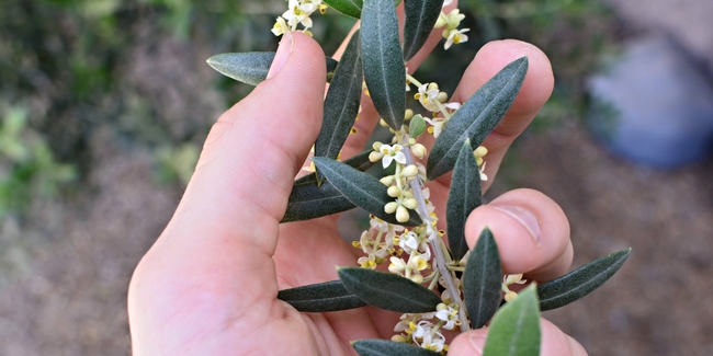 How an Olive Tree Gets Pollinated (blog.queencreekolivemill.com)