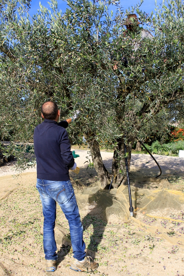 Olive Oil Harvest 2013 (italianfoodforever.com)