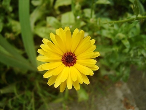 marigold-istock