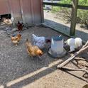 Se invita a las personas que crían pollos a probar la nueva aplicación UC Community Chicken, que promueve la salud de las aves de corral.