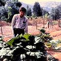 Vincent Lazaneo en un campo de fresas ruibarbo rojo (1983). Fotografía cortesía de Jardineros Maestros de UC del condado de San Diego.