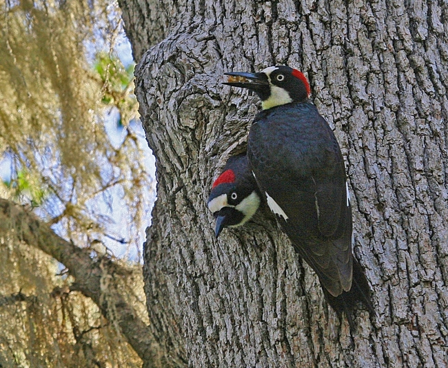 Pájaros carpinteros de bellota. En el simposio habrá pláticas y carteles educativos para ayudar a entender temas como: cambio climático, ecología silvestre, restauración de robles, plagas y enfermedades de los robles, ecología de incendios y administración y cuidado de ranchos y el cambio generacional. Fotografía por Bruce Lyon