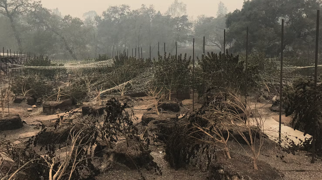 El incendio Nuns del 2017 destruyó millones de dólares en cannabis en esta granja de Glen Ellen. Fotografía por Erich Pearson