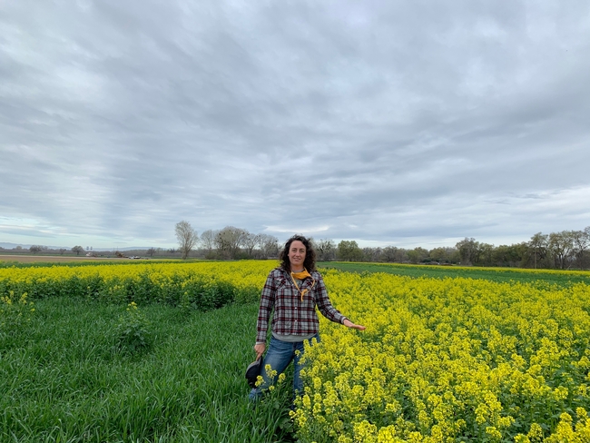 Sarah Light aparece ante un campo de cultivo de mostaza blanca. Un nuevo estudio ayuda a los agricultores a calcular los costos y beneficios potenciales de los cultivos de cobertura de invierno.