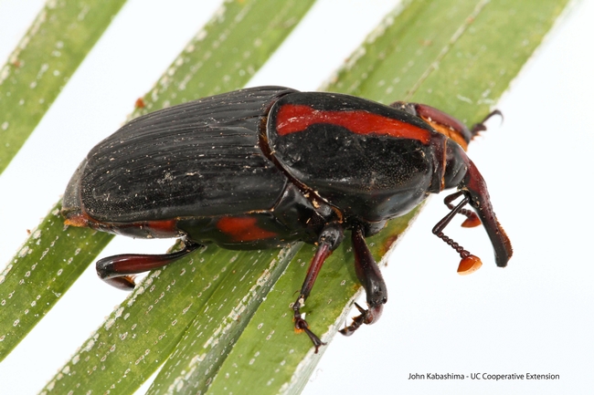 Escarabajo llamado picudo rojo