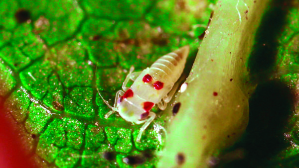 Virginia creeper leafhopper