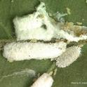 Bougainvillea mealybug adult females and nymphs 1