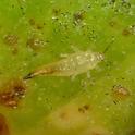 Weeping fig thrips-larva-Gevork Arakelian