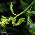Leaf distortion caused by leaf curl plum aphid
