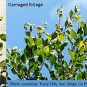 Ficus eye-spot midge-Damaged foliage-Tracy Ellis, SD Ag Comm Entomologist