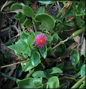 Healthy red apple ice plant-Heather Scheck