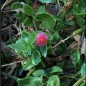 Healthy red apple ice plant-Heather Scheck