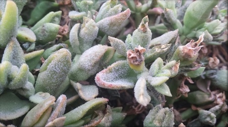Downy mildew sporulating on Aptenia-Jose Rodriguez