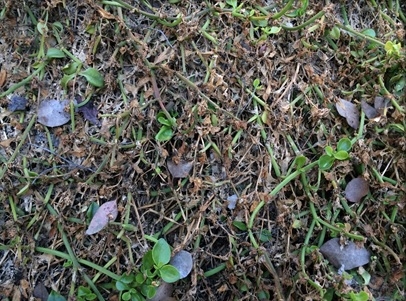 Severe downy mildew damage to Aptenia-Heather Scheck