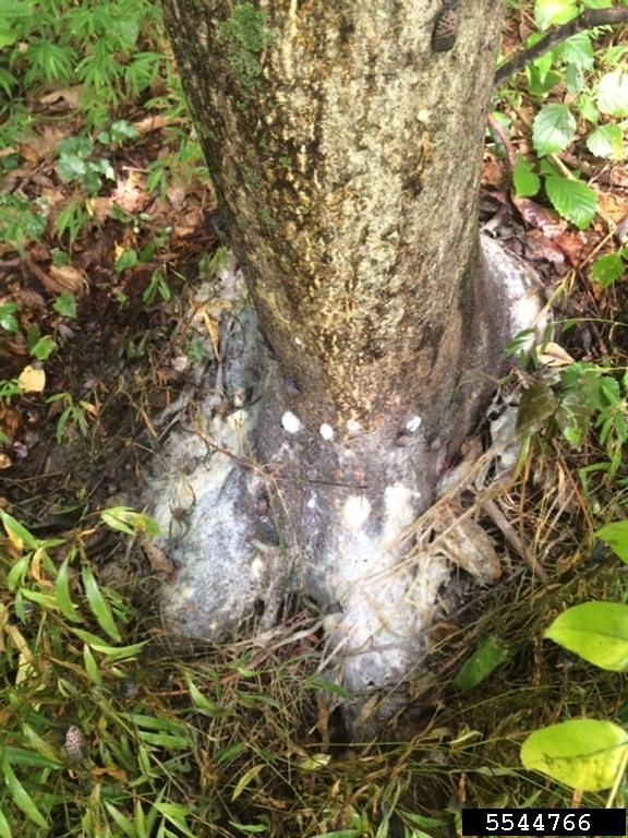 Spotted lanternfly-mold growth-Lawrence Barringer