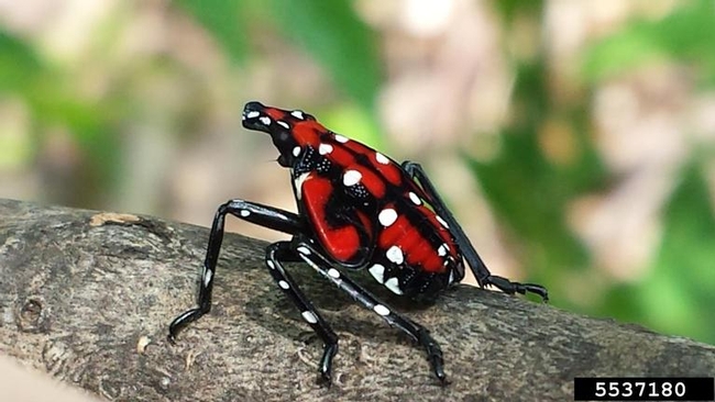 Spotted lanternfly nymph-Lawrence Barringer