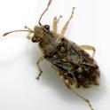 Grass bug-Arhyssus sp