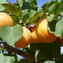 Royal Blenheim Apricots on the Tree