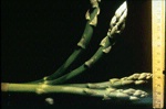 asparagus bending-sm