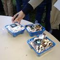 Evaluating fresh-cut mushrooms held at different storage temperatures.