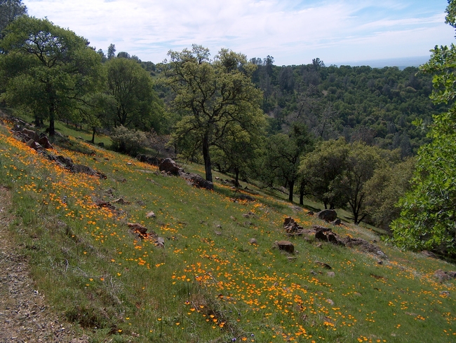 Poppies