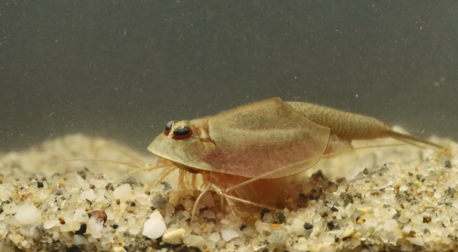 Side profile of a tadpole shrimp in a water environment