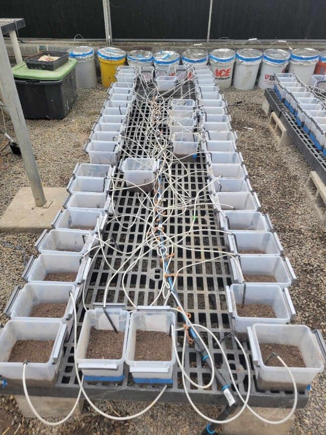 various small, white tubs being set up in a linear arrangement with an irrigation line with various, individual drippers attached in the middle. One dripper place in each tub.