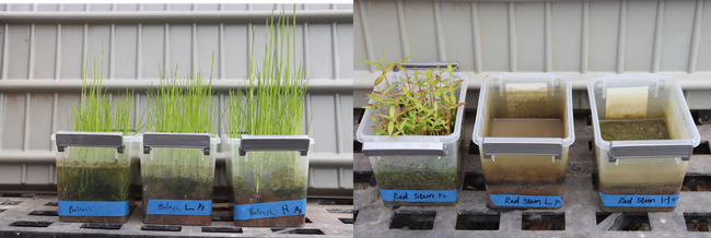 Three small, white tubs, each with bulrush, on the left side. On the right side is another set of three small, white tubs with redstem present in only one tub.