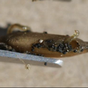 Injured seed with rice seed midge larva