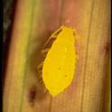 Yellow sugarcane aphid