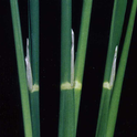 Figure 1. The low temperature sensitive stage of pollen development occurs when the collar of the flag leaf and the collar of the previous leaf align (center plant in photo).