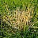 SUPPRESS® herbicide applied in test plots on weedy rice (2020).