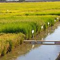 Rice trials at the Rice Experiment Station, Butte County.