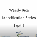 Weedy Rice Type 1 Identification Video