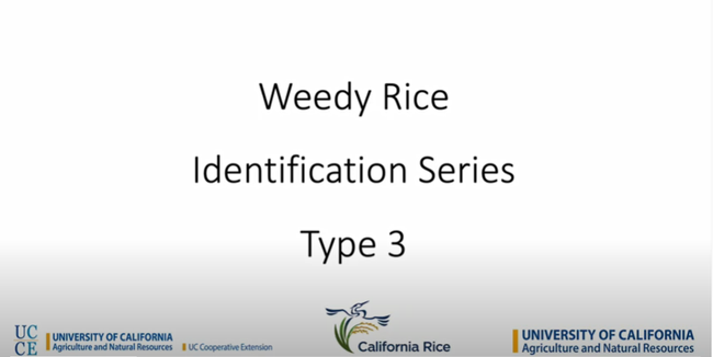 Weedy Rice Type 3 Identification Video
