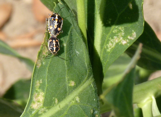 Fig. 8. Mating pair of bagrada bugs on perennial pepperweed. Note the fresh damage in the top right where you can still see the “rays” of the starburst damage. Damage in the bottom left is older, with leaf tissue becoming necrotic and damage becoming less defined.