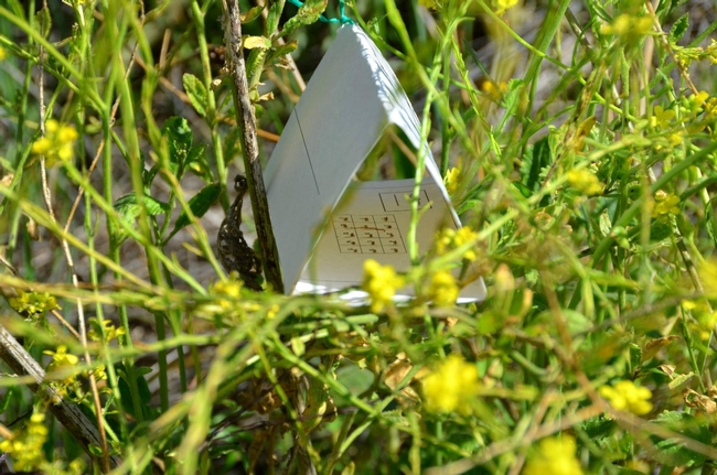 Fig. 2. Fig. 2. An egg card placed in the foliage of a shortpod mustard plant.