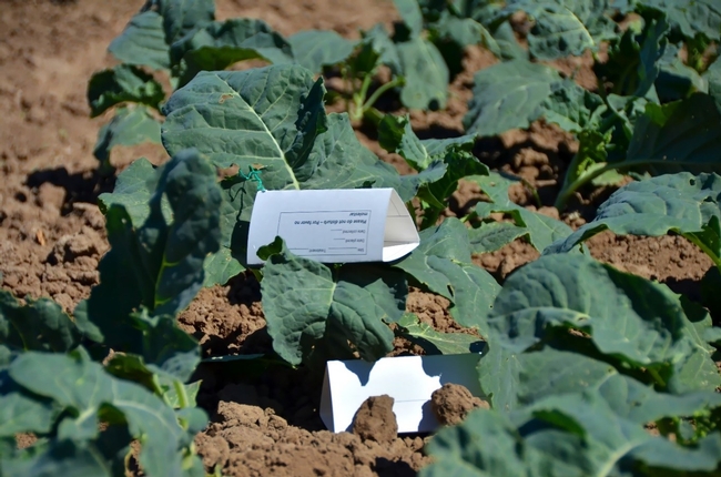 Fig. 3. Egg cards deployed in a young broccoli planting.