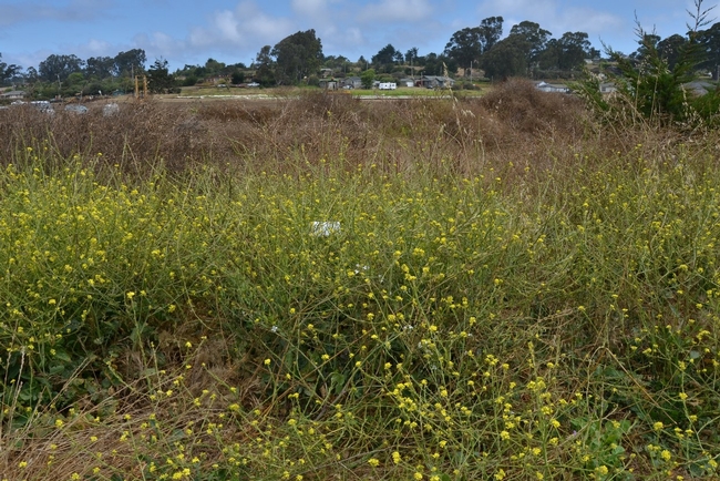 Fig. 4. A typical patch of shortpod mustard, with an egg card in the foliage and another on the ground, hidden and tucked under the plant.