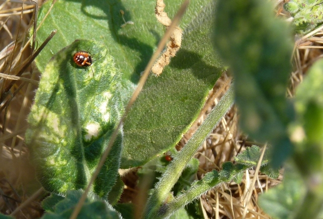 Fig. 9. Bagrada bug nymph on perennial pepperweed. Damage immediately adjacent to the nymph is fresher than the damage on the left side of the leaf.