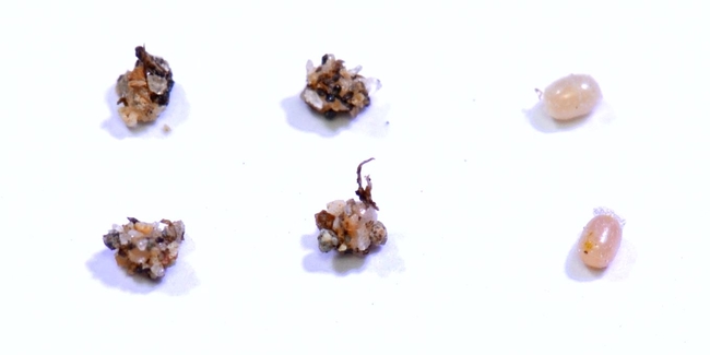 Fig. 1. Bagrada bug eggs. Eggs on the left were laid in soil, while the ones on the right were not. When laid, the outside of the eggs are sticky, causing soil particles to adhere to the eggs.