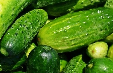 Nice Looking Pickling Cucumbers